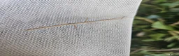 Stick Insects invertebrates for sale: 10 Baby Stick Insects – Healthy Young Nymphs 🪵 in Wick - Advert 3
