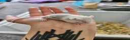 Mouse rodents for sale: Baby female fancy mice  - Advert 11