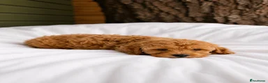 Cavapoo 7
