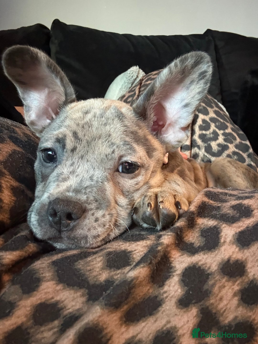 Mixed Breed dogs for sale: Staff x Frenchie - Advert 10