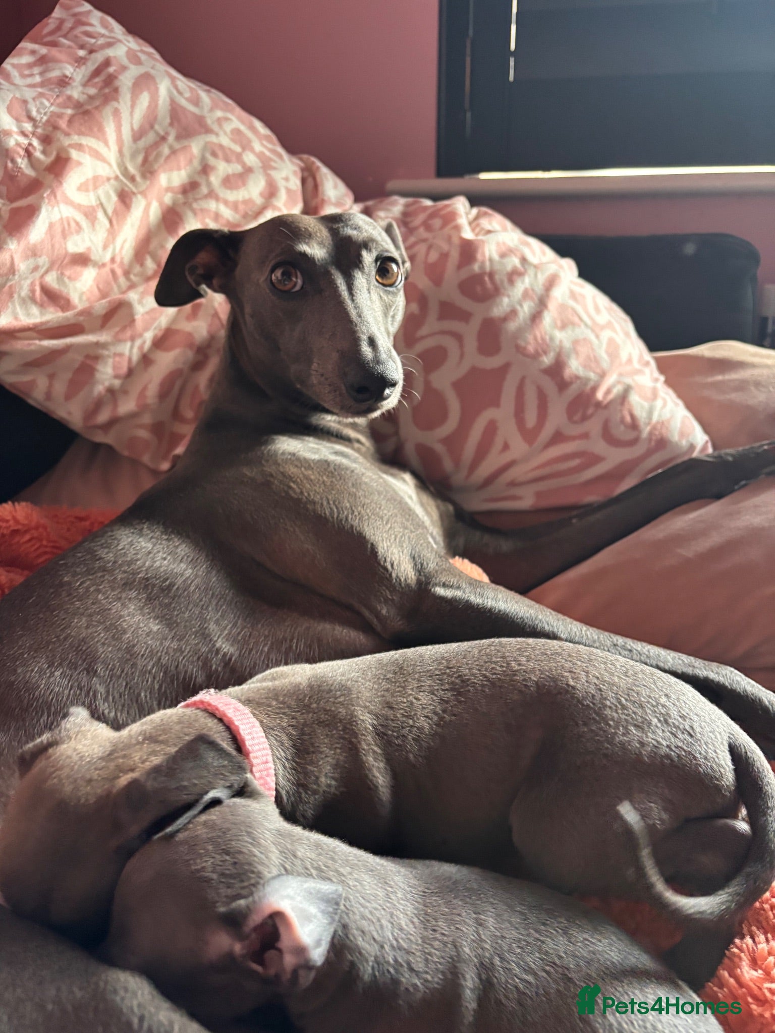 Italian Greyhound dogs Italian Greyhound & one quarter Whippet puppies  - Advert 2