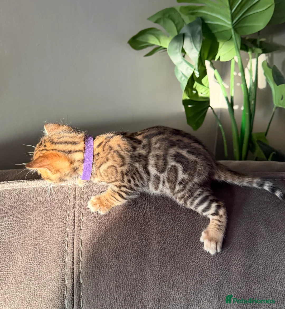 Bengal cats for sale: Beautiful Pedigree Bengal kittens for sale  - Advert 8