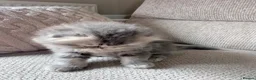 Scottish Fold cats for sale: Beautiful Scottish Fold Kittens 🐾 in Huntingdon - Advert 21