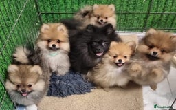 Pomeranian dogs for sale: Pomeranian Puppy 5   (RED)  - Pomeranian  - Image 3