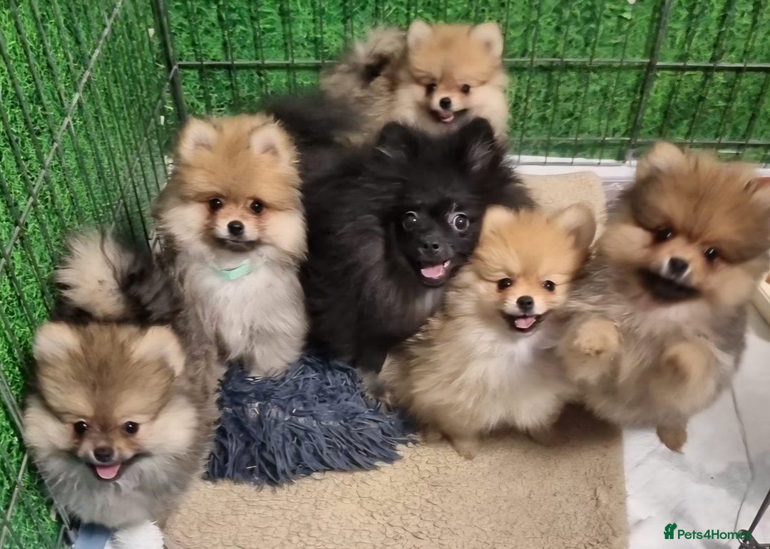 Pomeranian dogs for sale: Pomeranian Puppy 5   (RED)  - Pomeranian  - Image 3