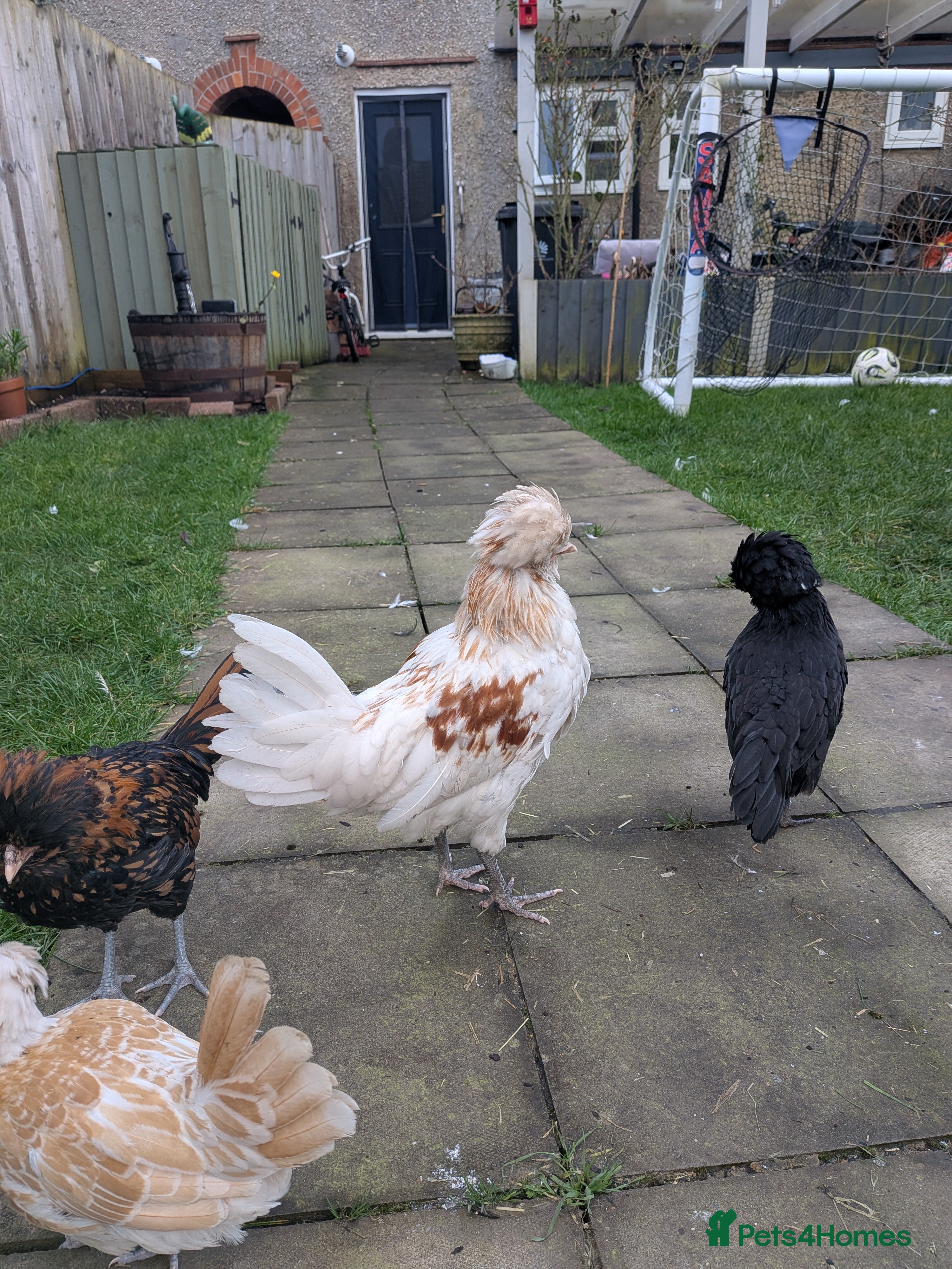 Chickens poultry Polish cockerels  - Advert 4