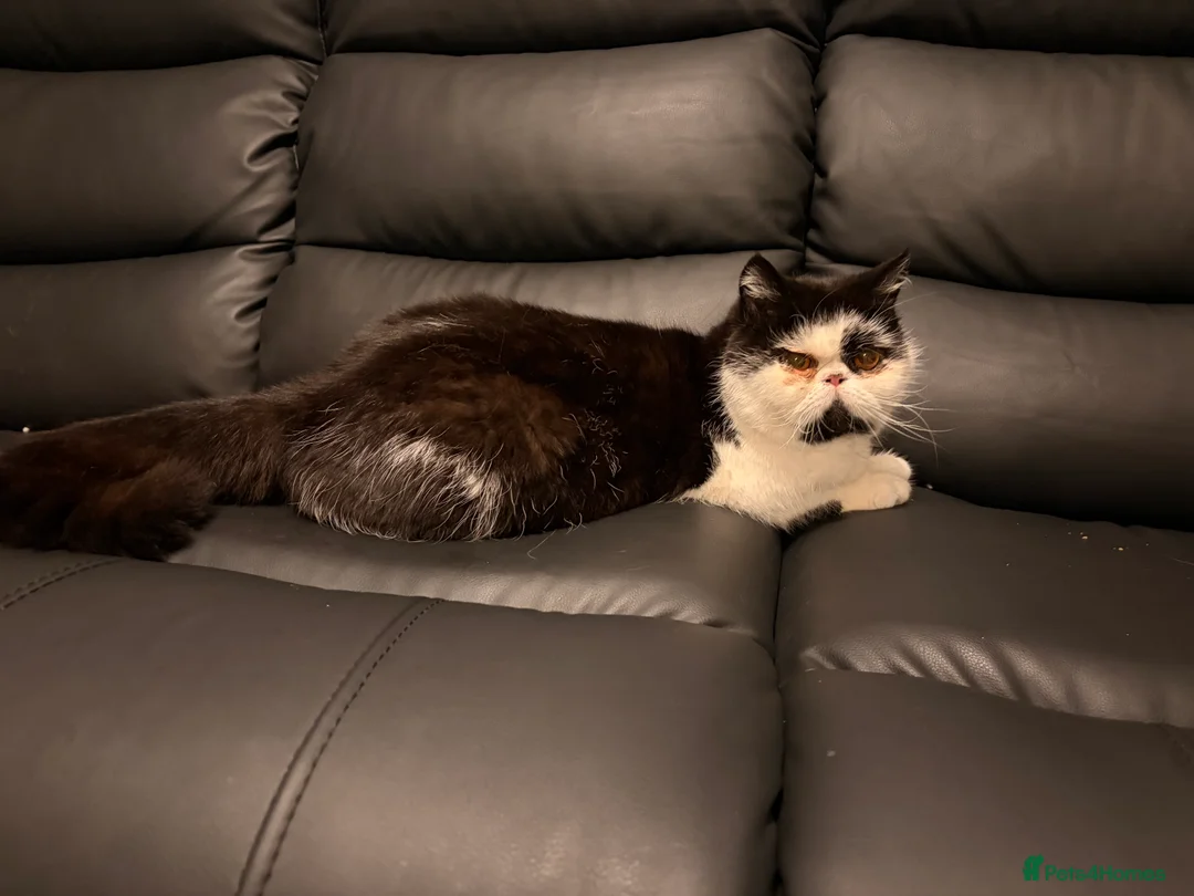 Persian cats for sale: 1yr old Persian boy looking for his furever home! - Advert 3