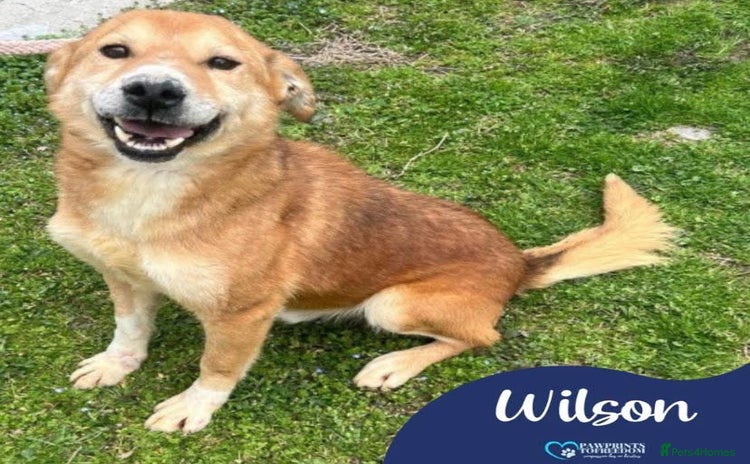 Mixed Breed dogs - Advert 12