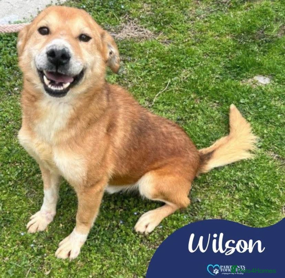 Mixed Breed dogs for adoption: Meet Wilson, currently residing in Ormskirk  - Image 1