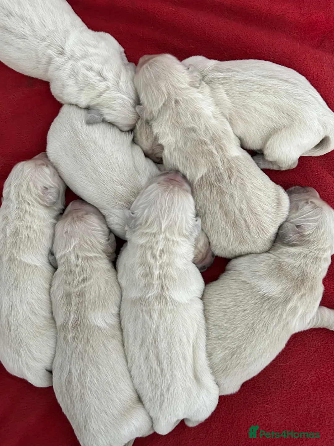 Golden Retriever dogs for sale: Hereditary clear (ICT-A, GR-PRA 1 & 2) - Advert 1