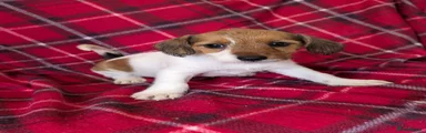 Jack Russell 1