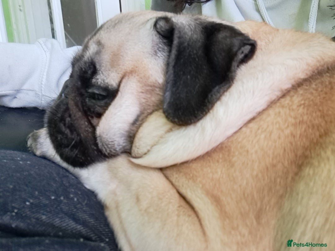 Pug dogs for sale: Sophie the pug needs a retirement home!  - Image 6