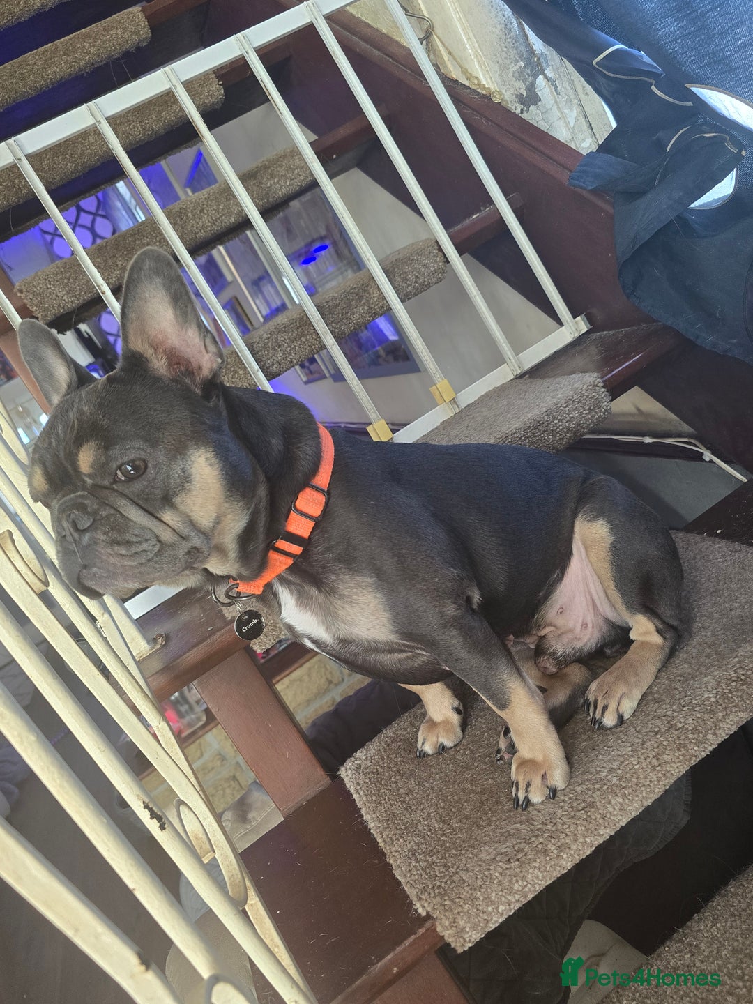 French Bulldog dogs for sale: 4yr old neutered pedigree male french bulldog - Advert 10