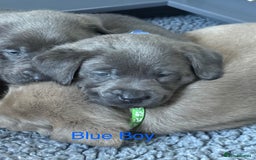 Labrador Retriever dogs for sale: Gorgeous KC Silver & Charcoal Labs - Image 19