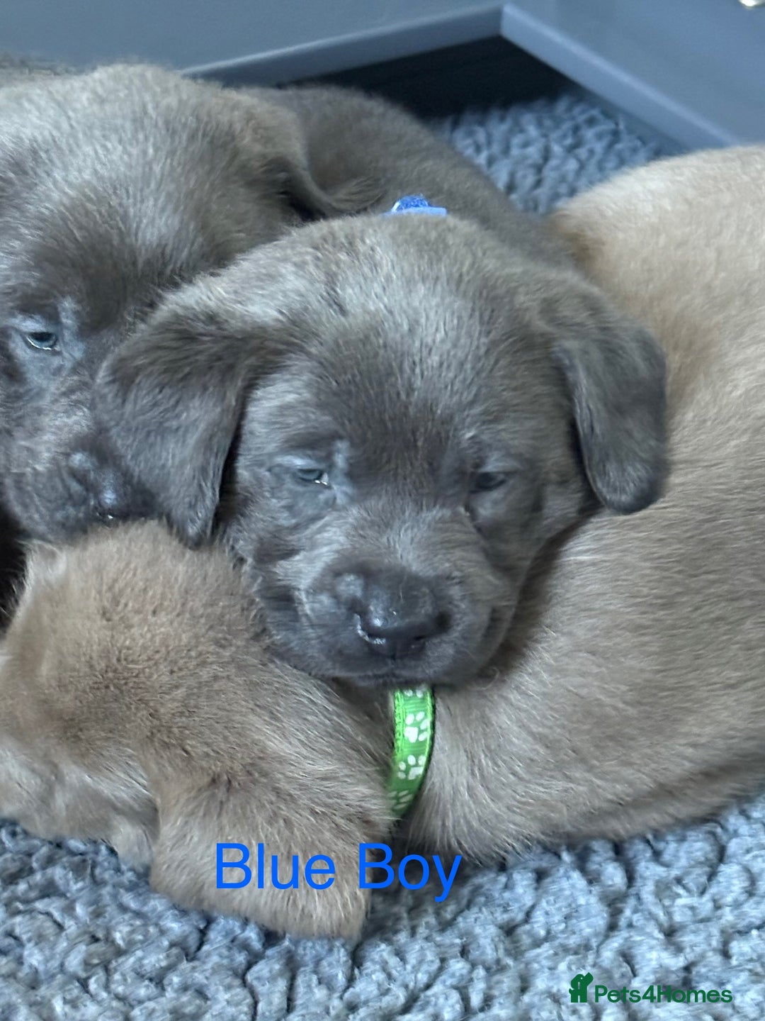 Labrador Retriever dogs for sale: Gorgeous KC Silver & Charcoal Labs - Image 19