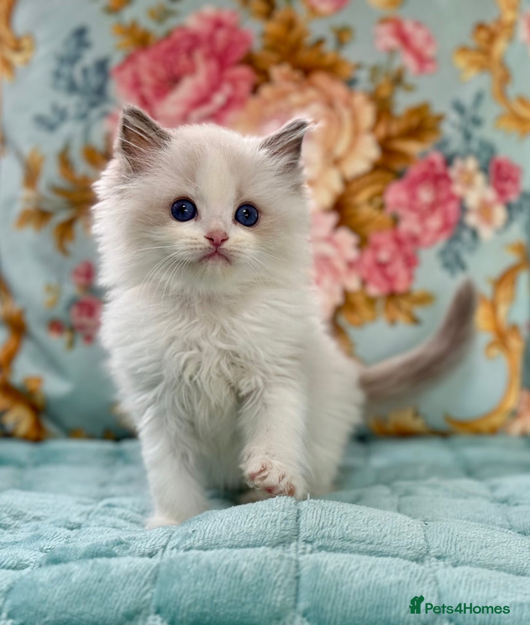 Ragdoll cats for sale: 3 blue bicolour boys  - Image 17