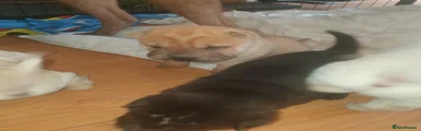 Shar Pei 2
