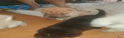 Shar Pei dogs for sale: Wrinkley cuddley shar pei pups  - Advert 14