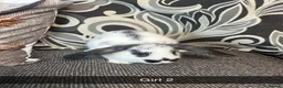 Mixed Breed rabbits for sale: Baby rabbits  - Advert 4