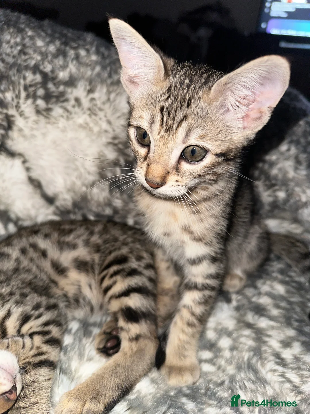 Savannah cats for sale: Savannah X Bengal sepia kittens  - Advert 2