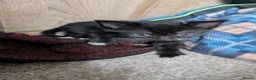 Mixed Breed cats for sale: Kittens for sale - Advert 2