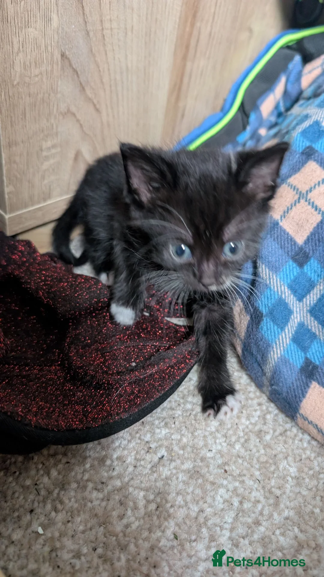 Mixed Breed cats for sale: Kittens for sale - Advert 2