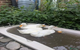 Ducks poultry for sale: Point of Lay Cherry Valley Ducks For Sale - Image 3