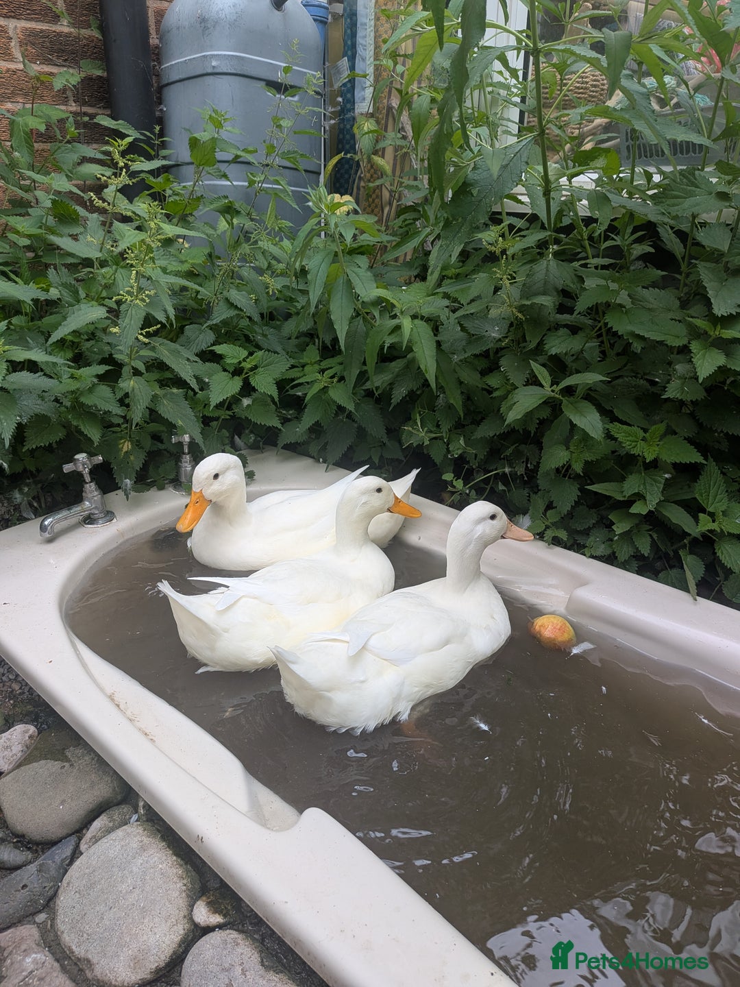 Ducks poultry for sale: Point of Lay Cherry Valley Ducks For Sale - Image 3