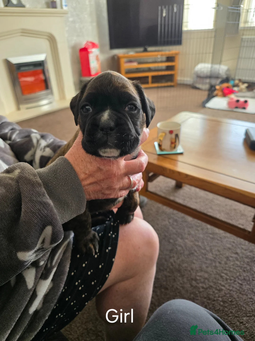 Boxer dogs for sale: Sharon Madin  in Chesterfield - Advert 2