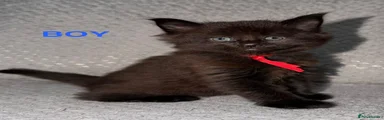 🐾💙 Meet our gorgeous Maine Coon boy! 💙🐾