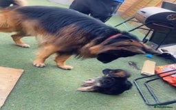 German Shepherd dogs for sale: Czech long hair German shepherd  - Image 11