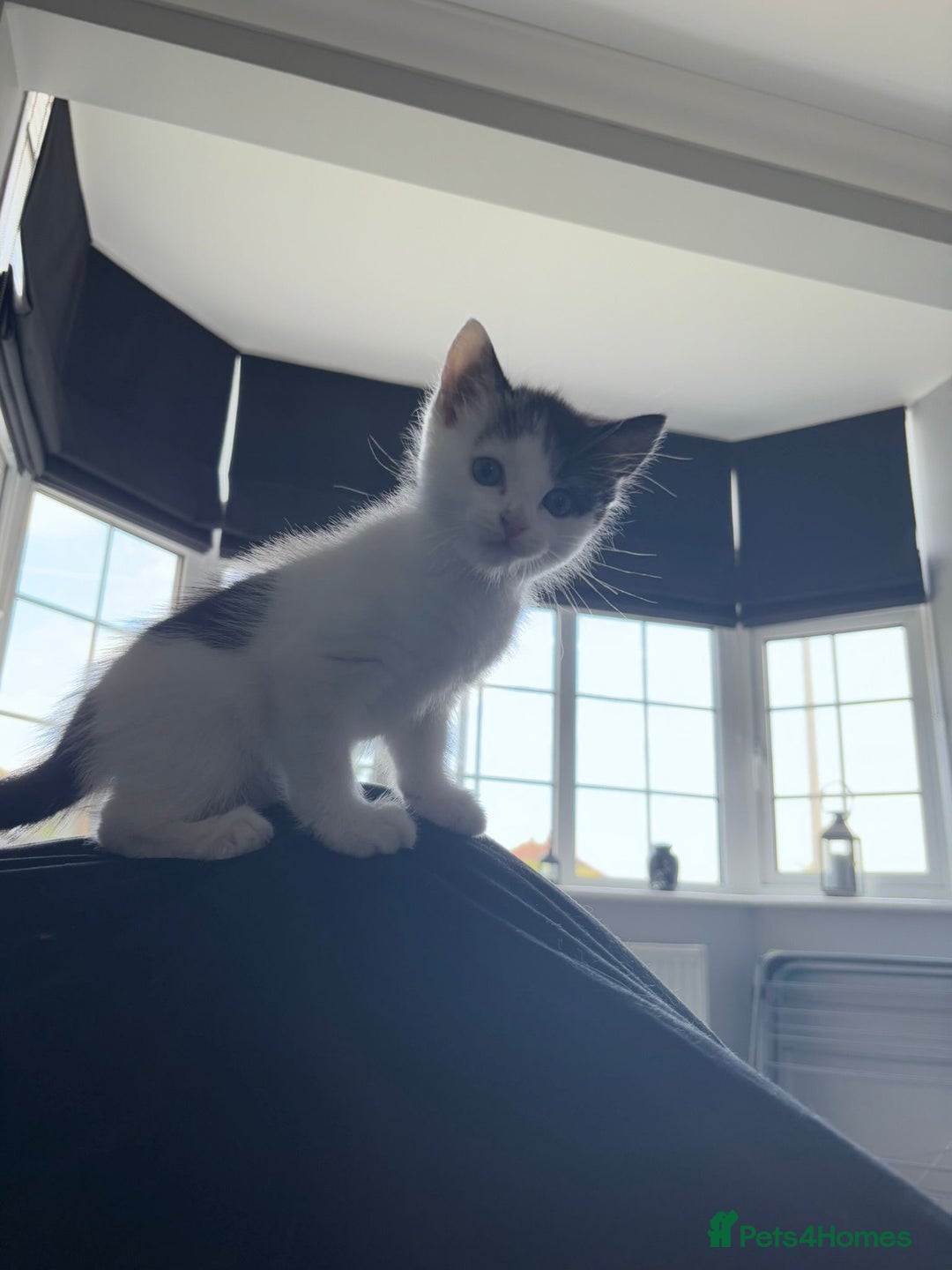 Mixed Breed cats for sale: Beautiful kitten  - Image 4