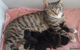 Mixed Breed cats for sale: Kittens ready now  - Image 4