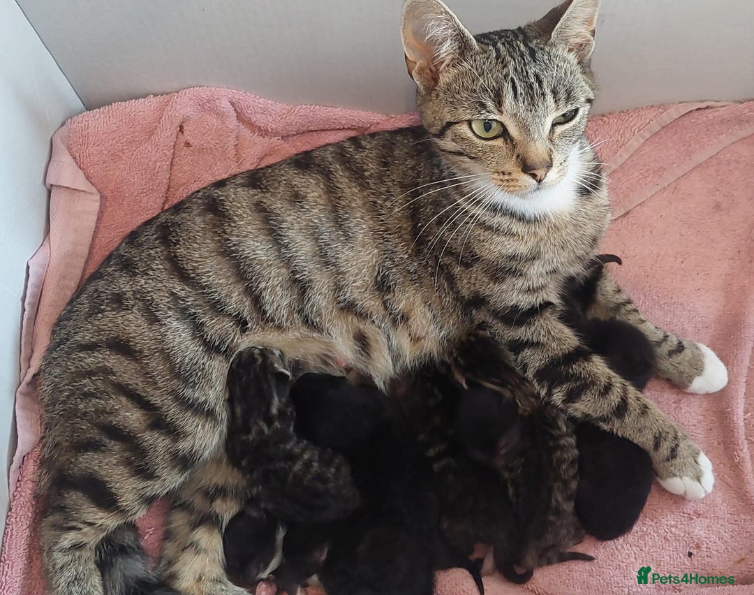 Mixed Breed cats for sale: Kittens ready now  - Image 4