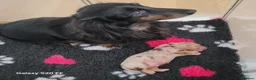 Miniature Dachshund dogs for sale: Miniature Dachshund  in Liverpool - Advert 1