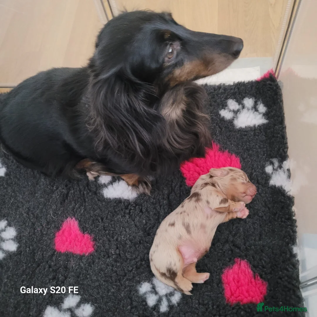 Miniature Dachshund dogs for sale: Miniature Dachshund  in Liverpool - Advert 1