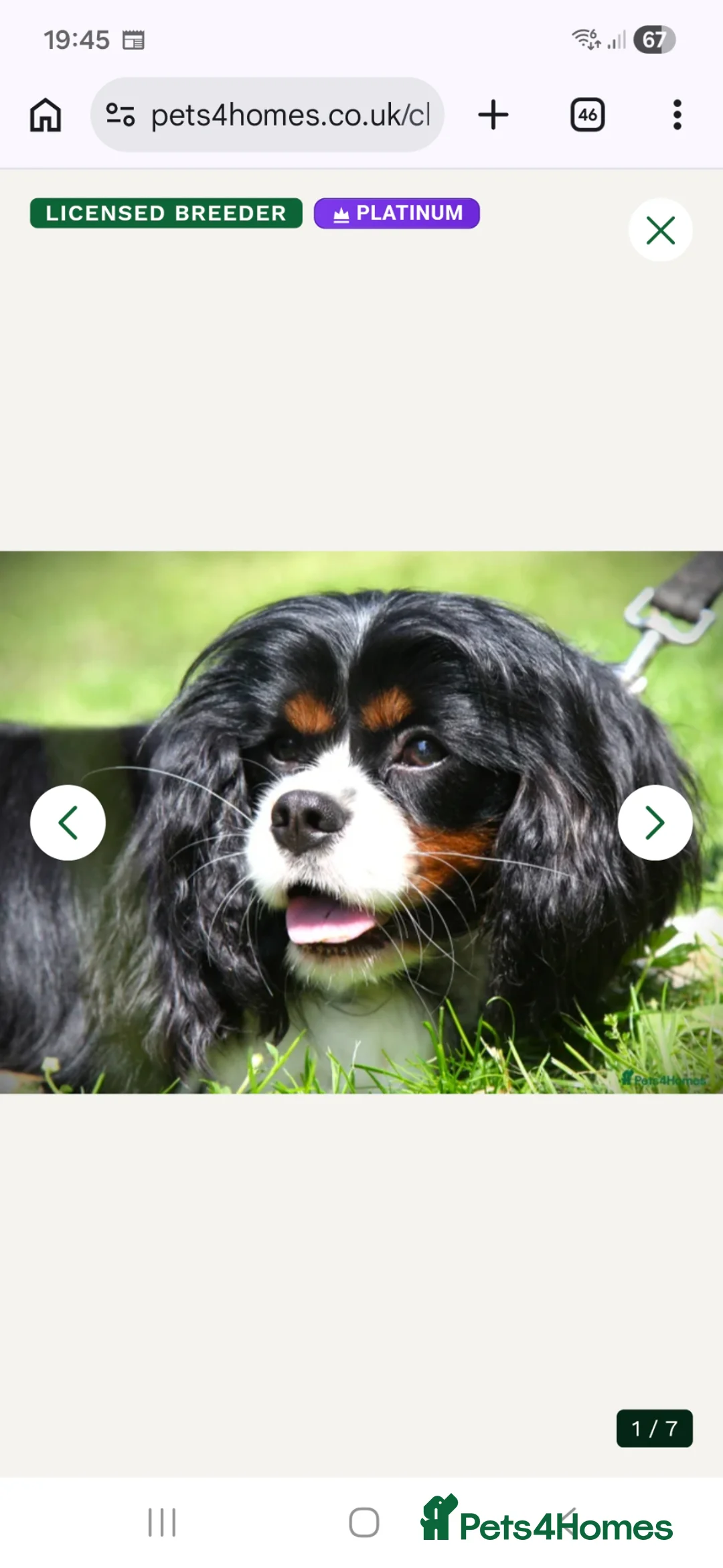 Cavapoo dogs for sale: Multigen cavapoos ONLY 2 AVAILABLE  - Advert 11