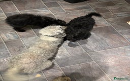 Bedlington Terrier dogs for sale: Bedlington terrier puppies  - Advert 7