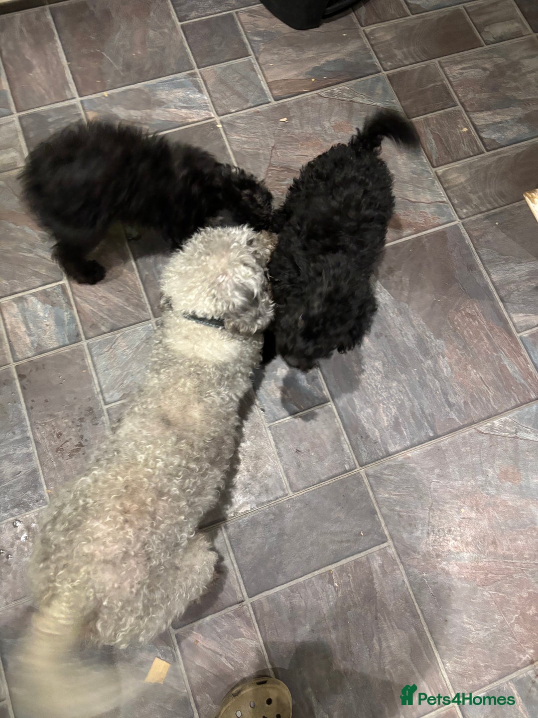 Bedlington Terrier dogs for sale: Bedlington terrier puppies  - Advert 7