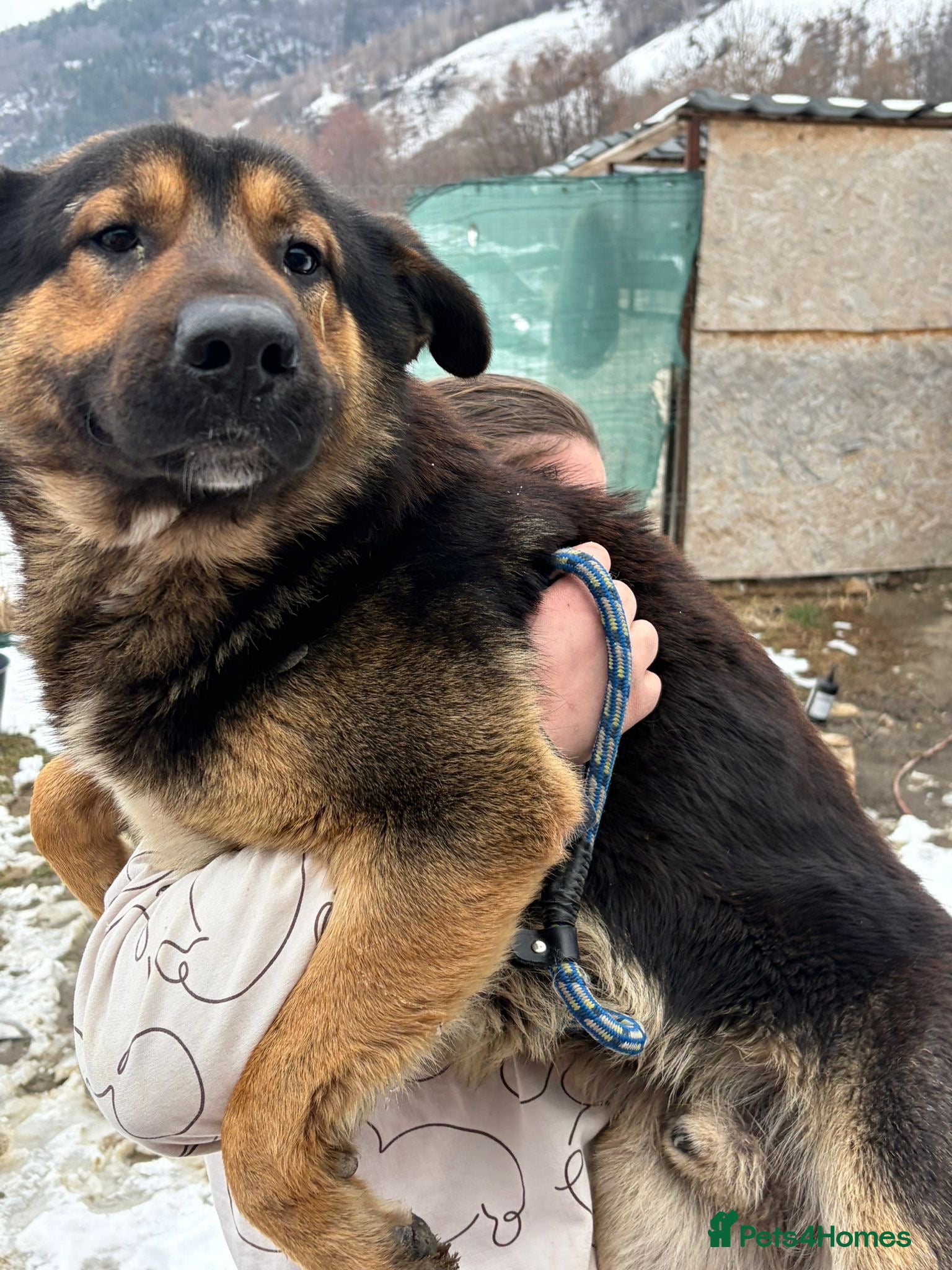 Mixed Breed dogs Urgent Foster or Adoption - Advert 1