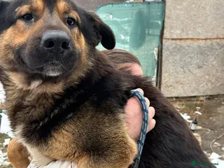 Mixed Breed dogs Urgent Foster or Adoption - Advert 2