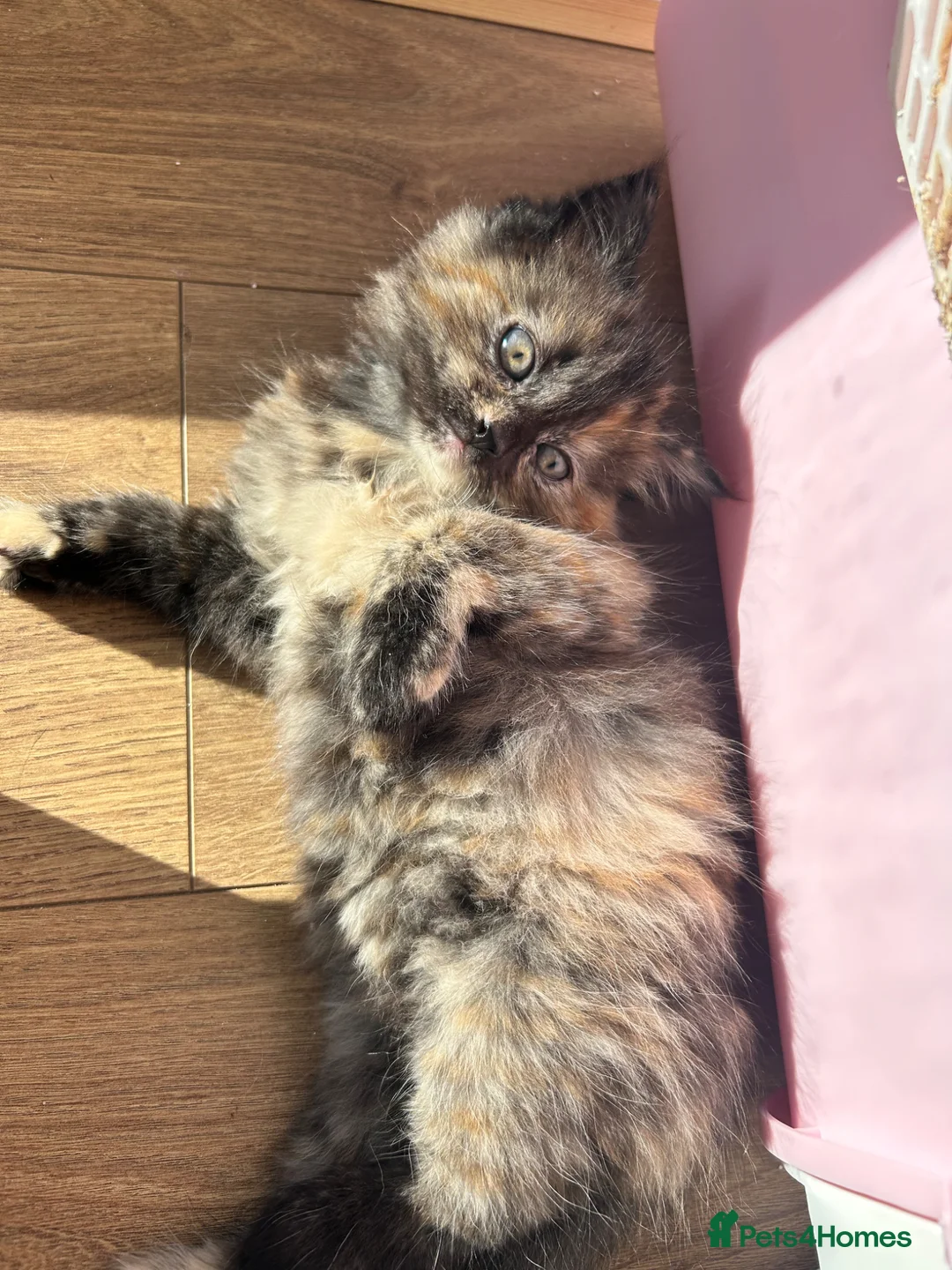 Domestic Shorthair cats for sale: Female domestic shorthairs - Advert 8