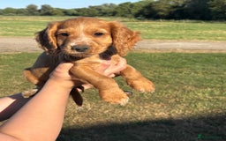 Cocker Spaniel dogs for sale: Ready To Go Now Lovely Cocker Spaniel Puppies - Image 13