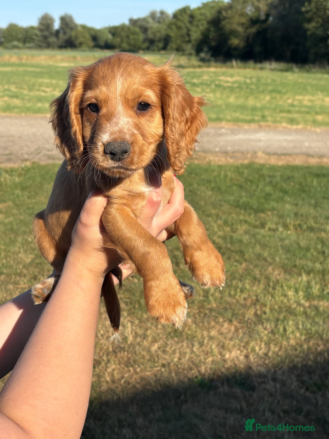 Cocker Spaniel dogs for sale: Ready To Go Now Lovely Cocker Spaniel Puppies - Image 13