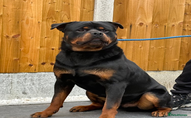 Rottweiler dogs - Advert 2