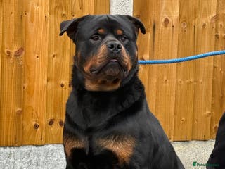 Rottweiler dogs Rottweiler for stud 🇩🇪 - Advert 13
