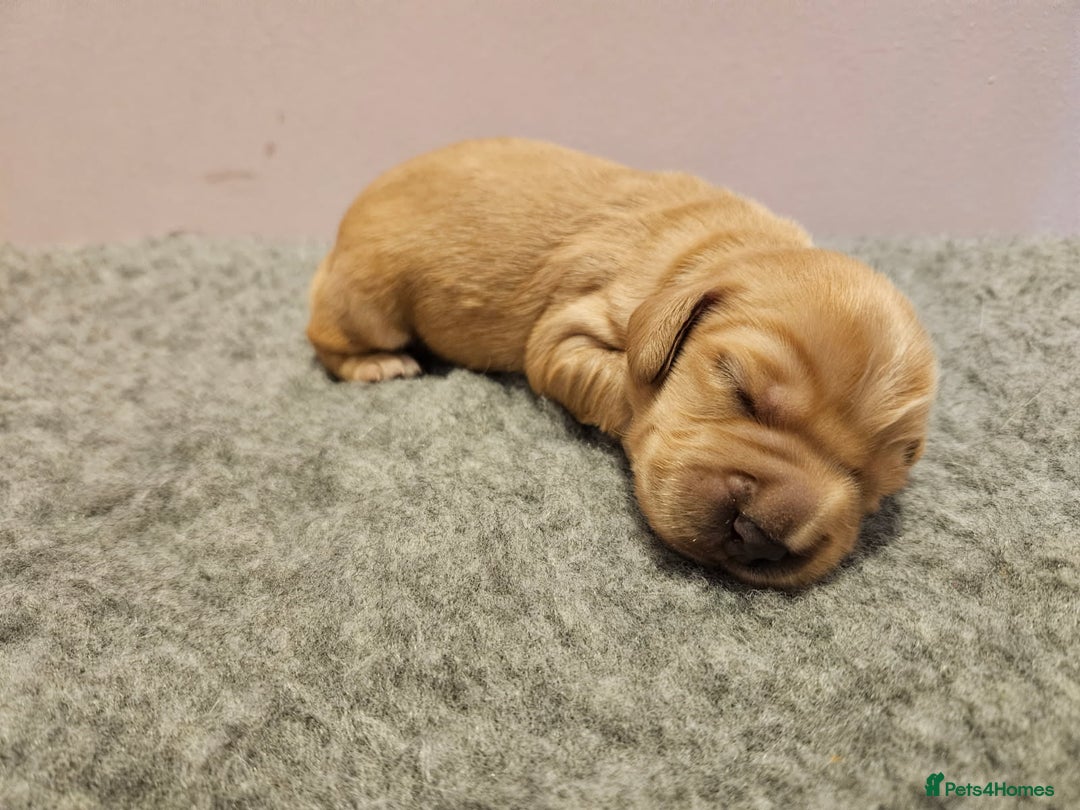 Cocker Spaniel dogs for sale: Working Cocker Spaniel Puppies  - Advert 13
