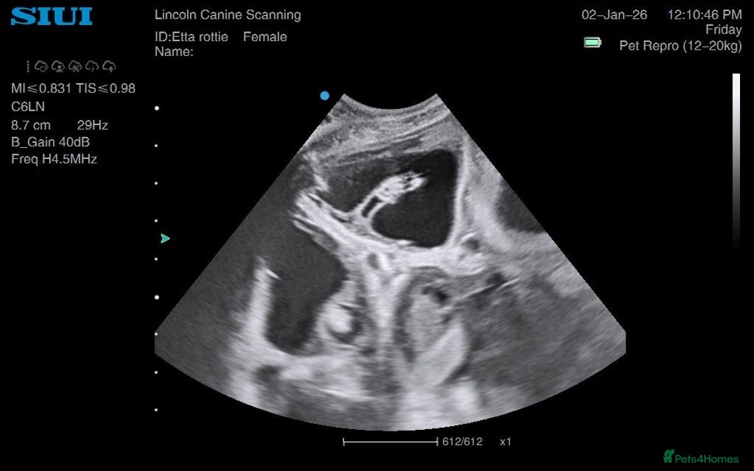 Rottweiler dogs for sale: ETTA'S PUPS COMING SOON!  - Advert 6