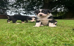 Border Collie dogs for sale: Border Collie - Image 9
