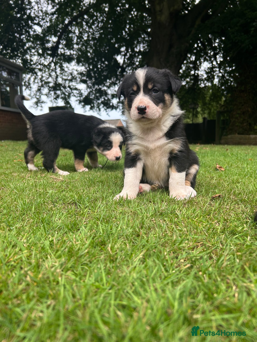Border Collie dogs for sale: Border Collie - Image 9